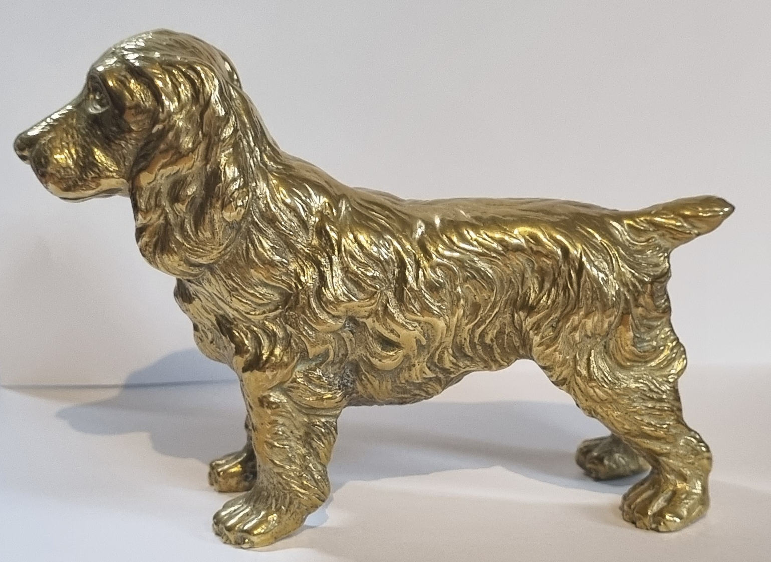 Cocker Spaniel (image for) Cocker Spaniel